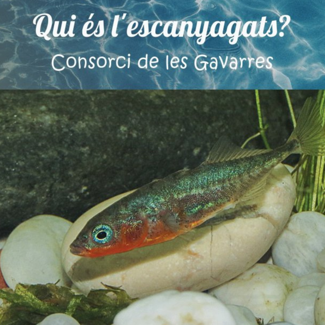 Vols conèixer la fauna dels entorns fluvials de les Gavarres?⁣